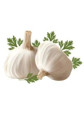 Garlic